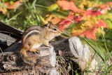 Eastern Chipmunk