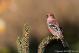 Pine Grosbeak