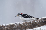 Hairy Woodpecker