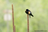 Redwinged Blackbird