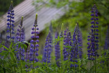 Lupins after the rain