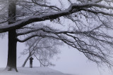 Winter branches