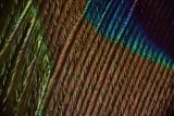 Pentax 67-55 mm Zeiss 135 mm peacock feather small 2.jpg