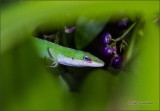 Anole and Ukiuki