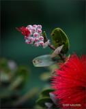 Ohia Lehua: Bud to Bloom 02