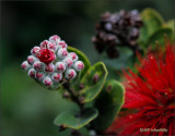 Ohia Lehua: Bud to Bloom 03