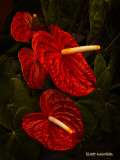 Anthuriums