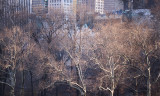 My Vision of New York