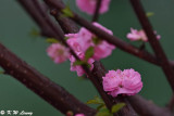 Peach blossom DSC_3530