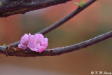 Peach blossom DSC_3698