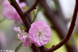 Peach blossom DSC_3711