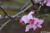 Peach blossom DSC_4745