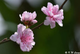 Peach blossom DSC_3334