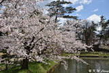 Sakura DSC_6813