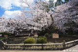 Sakura DSC_6718