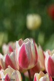 Tulip DSC_5912