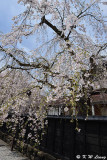 Sakura DSC_6289