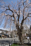 Sakura DSC_6360