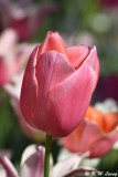 Tulip DSC_5126