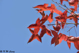 Sweet Gum DSC_5124