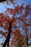 Sweet Gum DSC_5143