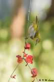 Japanese White-eye DSC_9486