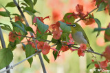 Japanese White-eye DSC_9438