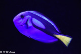 Palette surgeonfish DSC_5941