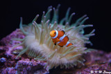 Clownfish DSC_5878