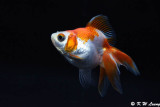 Goldfish DSC_5998