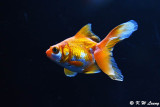 Goldfish DSC_6027