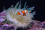 Clownfish DSC_5882