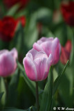 Tulip DSC_7100