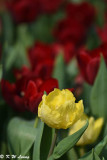 Tulip DSC_7098