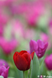 Tulip DSC_7720