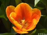Tulip DSC_7175