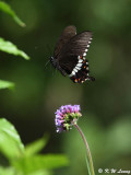 Papilio polytes DSC_8467