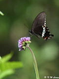 Papilio polytes DSC_8465