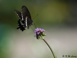 Papilio polytes DSC_8476