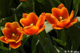 Tulip DSC_7152