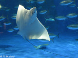 Devil ray DSC_6374