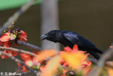 Large-billed Crow DSC_8852