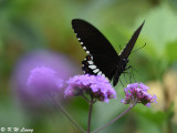 Papilio polytes DSC_9187