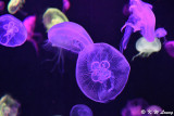 Jellyfish DSC_0616