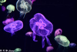 Jellyfish DSC_0615