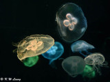Jellyfish DSC_0626