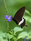 Papilio polytes DSC_1659