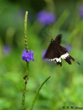 Papilio polytes DSC_1665