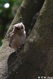Baby Collared Scops Owl DSC_2217