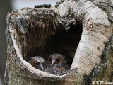 Baby Collared Scops Owl DSC_2584